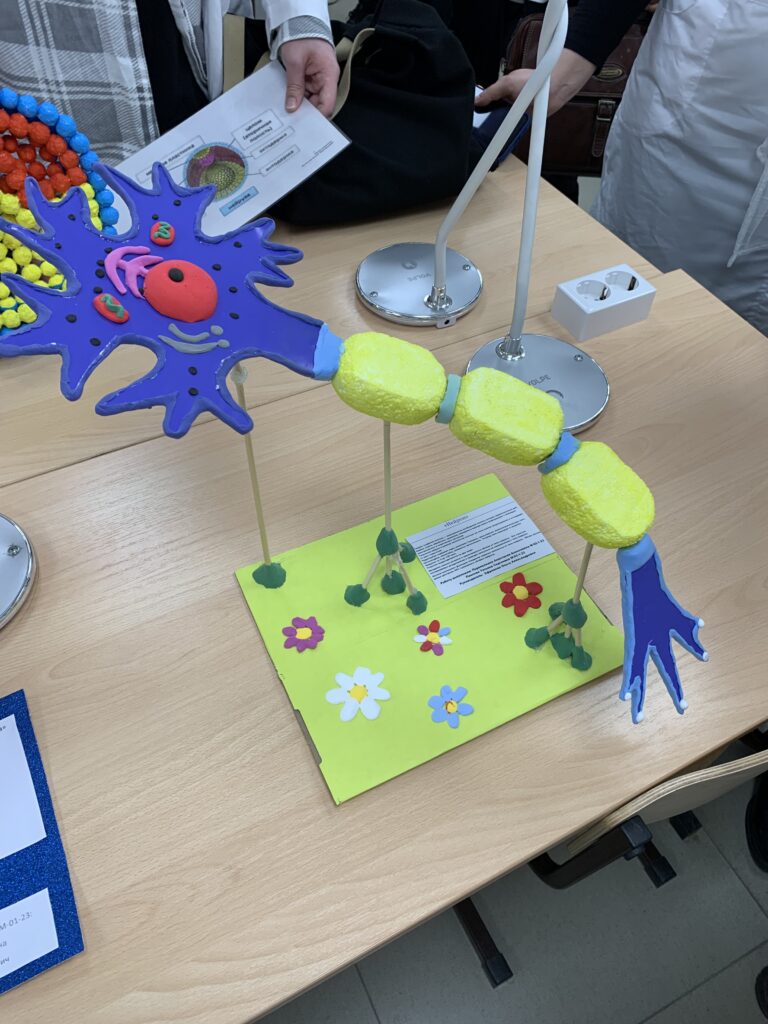 Выставки студенческих работ: «Цитология в 3D моделях» и «Синдром 3D двойника»